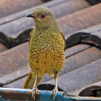 Ptilonorhynchus violaceus (Satin Bowerbird) at Undefined - 13 May 2016 by Charles Dove