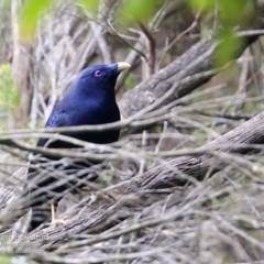 Ptilonorhynchus violaceus at undefined - 14 May 2016 12:00 AM