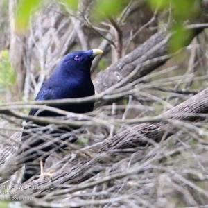 Ptilonorhynchus violaceus at undefined - 14 May 2016