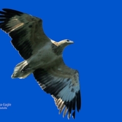 Haliaeetus leucogaster (White-bellied Sea-Eagle) at South Pacific Heathland Reserve - 11 May 2016 by CharlesDove