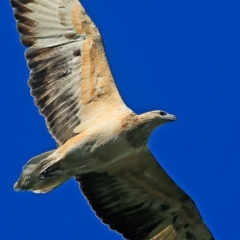 Haliaeetus leucogaster at South Pacific Heathland Reserve - 11 May 2016