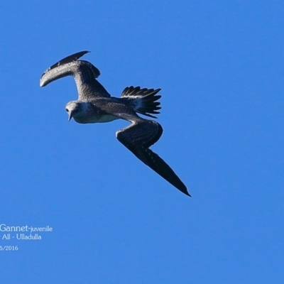 Morus serrator (Australasian Gannet) at Ulladulla, NSW - 5 May 2016 by CharlesDove