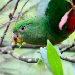 Alisterus scapularis (Australian King-Parrot) at Ulladulla - Millards Creek - 4 May 2016 by Charles Dove