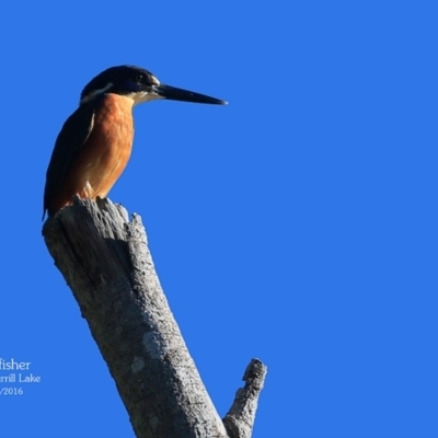 Ceyx azureus (Azure Kingfisher) at Wairo Beach and Dolphin Point - 3 May 2016 by Charles Dove