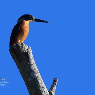 Ceyx azureus (Azure Kingfisher) at Burrill Lake, NSW - 4 May 2016 by CharlesDove