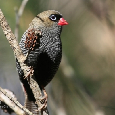 Stagonopleura bella (Beautiful Firetail) at Morton National Park - 4 May 2016 by CharlesDove