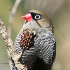 Stagonopleura bella at Morton National Park - 4 May 2016