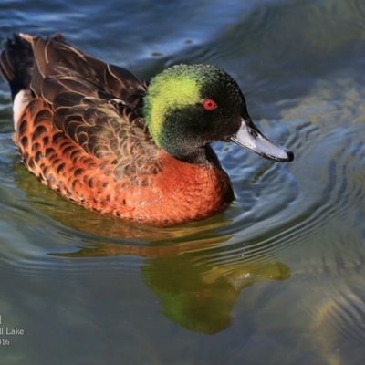 Anas castanea (Chestnut Teal) at Wairo Beach and Dolphin Point - 2 May 2016 by Charles Dove