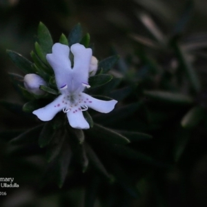 Westringia fruticosa at Ulladulla Reserves Bushcare - 5 May 2016