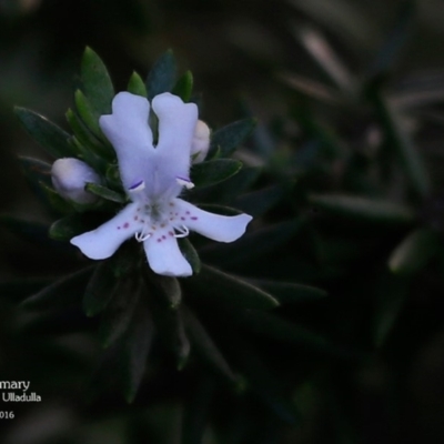 Westringia fruticosa (Native Rosemary) at - 4 May 2016 by Charles Dove