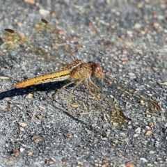 Diplacodes haematodes (Scarlet Percher) at Undefined - 2 May 2016 by Charles Dove