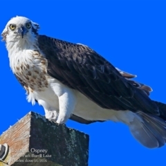 Pandion haliaetus (Osprey) at Undefined - 4 May 2016 by CharlesDove