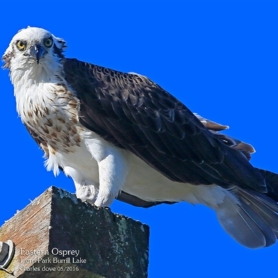 Pandion haliaetus (Osprey) at Undefined - 4 May 2016 by CharlesDove