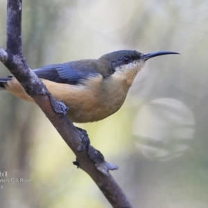 Acanthorhynchus tenuirostris at Morton National Park - 4 May 2016