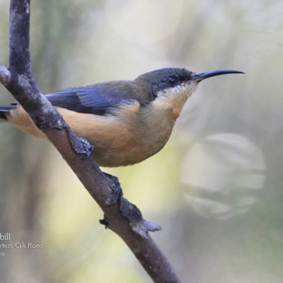 Acanthorhynchus tenuirostris (Eastern Spinebill) at Morton National Park - 3 May 2016 by Charles Dove