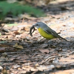 Eopsaltria australis (Eastern Yellow Robin) at Narrawallee Foreshore and Reserves Bushcare Group - 5 May 2016 by CharlesDove