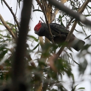 Callocephalon fimbriatum at Morton National Park - 4 May 2016