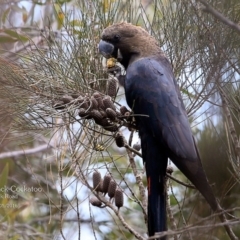 Calyptorhynchus lathami lathami (Glossy Black-Cockatoo) at Morton National Park - 4 May 2016 by CharlesDove