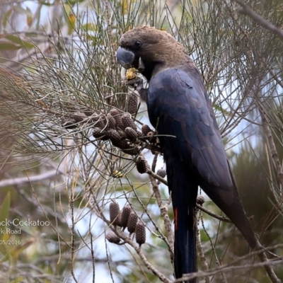 Calyptorhynchus lathami lathami (Glossy Black-Cockatoo) at Morton National Park - 4 May 2016 by CharlesDove