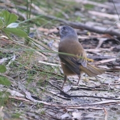 Pachycephala olivacea (Olive Whistler) at Morton National Park - 4 May 2016 by CharlesDove