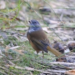 Pachycephala olivacea at Morton National Park - 4 May 2016