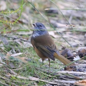 Pachycephala olivacea at Morton National Park - suppressed