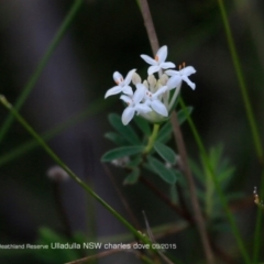 Pimelea linifolia subsp. linifolia (Queen of the Bush, Slender Rice-flower) at Ulladulla Reserves Bushcare - 4 May 2016 by Charles Dove