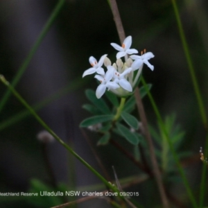 Pimelea linifolia subsp. linifolia at Ulladulla Reserves Bushcare - 5 May 2016