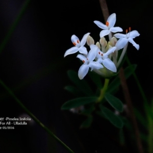 Pimelea linifolia subsp. linifolia at Ulladulla Reserves Bushcare - 5 May 2016