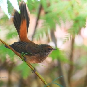 Rhipidura rufifrons at Narrawallee Foreshore and Reserves Bushcare Group - 5 May 2016