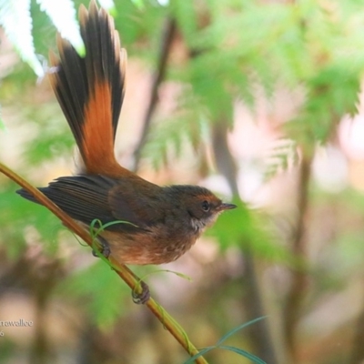 Rhipidura rufifrons (Rufous Fantail) at Garrad Reserve Walking Track - 4 May 2016 by Charles Dove