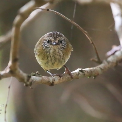 Acanthiza lineata (Striated Thornbill) at Ulladulla - Millards Creek - 1 May 2016 by Charles Dove