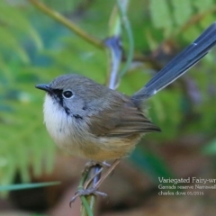 Malurus lamberti (Variegated Fairywren) at Narrawallee, NSW - 2 May 2016 by CharlesDove