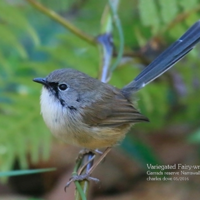 Malurus lamberti (Variegated Fairywren) at Garrad Reserve Walking Track - 1 May 2016 by Charles Dove