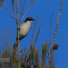 Melithreptus lunatus (White-naped Honeyeater) at Morton National Park - 4 May 2016 by CharlesDove