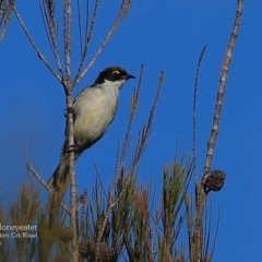 Melithreptus lunatus (White-naped Honeyeater) at Morton National Park - 4 May 2016 by CharlesDove