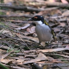 Melithreptus lunatus at Morton National Park - 4 May 2016 12:00 AM