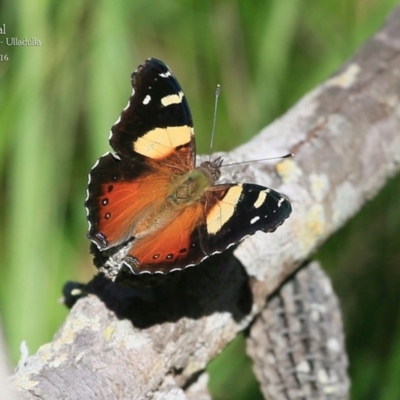 Vanessa itea (Yellow Admiral) at Ulladulla Reserves Bushcare - 6 May 2016 by CharlesDove