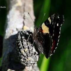 Vanessa itea at Ulladulla Reserves Bushcare - 6 May 2016