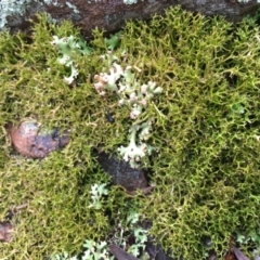 Cladia aggregata (A lichen) at Black Mountain - 13 Jun 2018 by RWPurdie