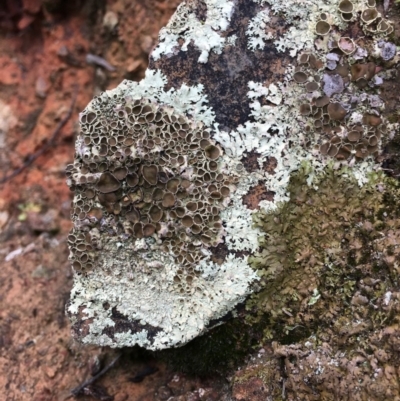 Parmeliaceae (family) (A lichen family) at Black Mountain - 13 Jun 2018 by RWPurdie