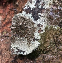 Parmeliaceae (family) (A lichen family) at Black Mountain - 13 Jun 2018 by RWPurdie