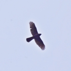 Accipiter fasciatus (Brown Goshawk) at Wandiyali-Environa Conservation Area - 9 Jun 2018 by Wandiyali