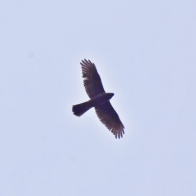 Tachyspiza fasciata (Brown Goshawk) at Googong, NSW - 9 Jun 2018 by Wandiyali