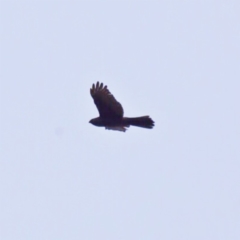 Accipiter fasciatus at Googong, NSW - 9 Jun 2018