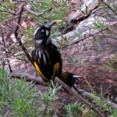 Phylidonyris novaehollandiae (New Holland Honeyeater) at Acton, ACT - 13 Jun 2018 by RodDeb