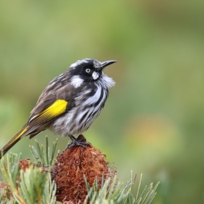 Phylidonyris novaehollandiae (New Holland Honeyeater) at Mogo State Forest - 13 Jun 2018 by Leo