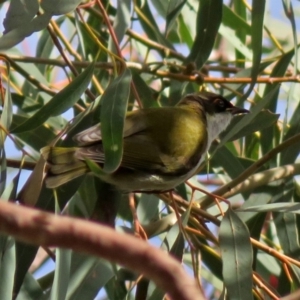 Melithreptus lunatus at Acton, ACT - 13 Jun 2018 11:55 AM