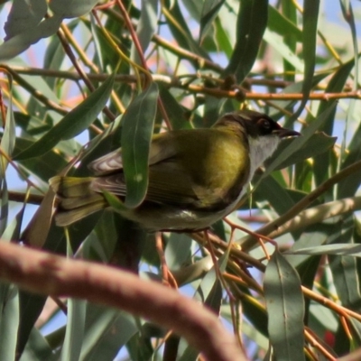 Melithreptus lunatus (White-naped Honeyeater) at ANBG - 13 Jun 2018 by RodDeb