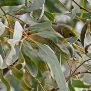 Ptilotula penicillata at Canberra Central, ACT - 13 Jun 2018 12:00 PM